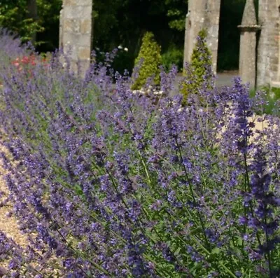 Catmint Plug Plants Lavender Blue Flowers Fragrant Perennial Hardy Pack Of 3 • £9.46