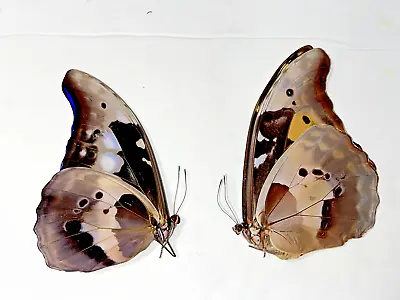 Pair Of Morpho Rhetenor Helena A1. Good Condition . Unmounted. Tingo Maria-peru • $119.99