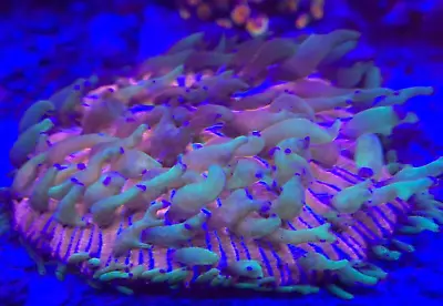 Ultra Rainbow Plate Coral Fungia Frag Rare Live LPS • $99.99