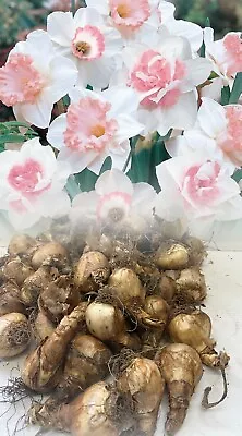 In Stock. 1kg Pink Mixed Double/single Apricot/pinkish Daffodil/narcissus Bulbs • £113.50