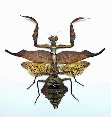Mantidae  ACANTHOPS Species  *****RAR  Female *****  BRASILMinas Gerais • $249.90