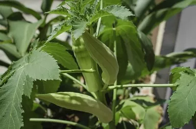 OKRA CLEMSON SPINELESS SEEDS 100+ HEIRLOOM VEGETABLE NON-GMO Zones 5-11 • $1.99