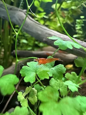 10 +1 Red Cherry Shrimp - Freshwater Neocaridina Aquarium Shrimp. Live Guarantee • $17