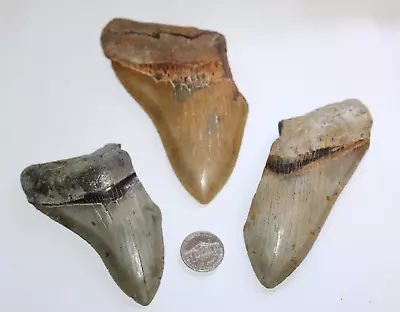 MEGALODON Fossil Giant Shark Teeth Ocean All Natural LOT OF 3 BEAUTIFUL TEETH • $145