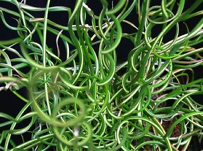 Juncus Effusus Spiralis (Corkscrew Rush) Bare Root Marginal Pond Plant. • £6.75