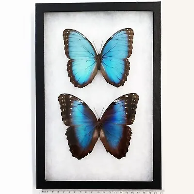 Morpho Peleides PAIR Male Female Blue Butterfly Costa Rica FRAMED • $74