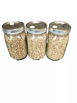 3-Sterilized Quart Jars Of Rye Grains (Berries) Mushroom Substrate Spawn • $29.99