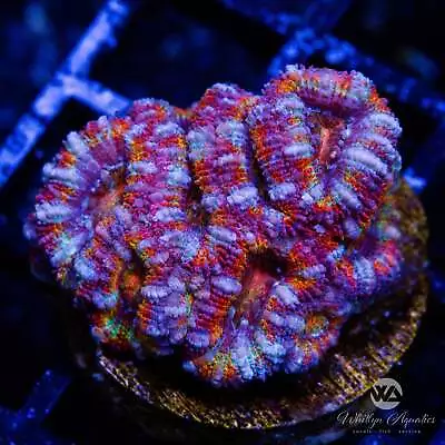 WA Cotton Candy Acan - Live Coral Frag • $65.99