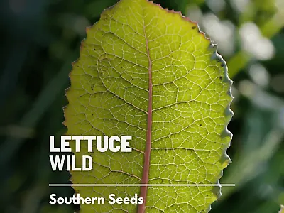 Lettuce Wild (Opium Lettuce) - Medicinal Herb Seeds - Heirloom - Non-GMO (Lactu • $4.99