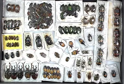 £19 • Buy Good Selection Of Smaller Beetles From Malaysia / Indonesia