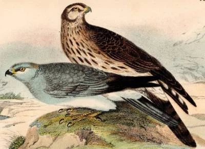 £9.97 • Buy 1896 Hen Harrier Rare Antique Hand Coloured Bird Print