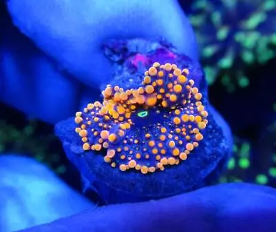 Live Coral  DREEF GODZILLA BOUNCE MUSHROOM WYSIWYG • $49