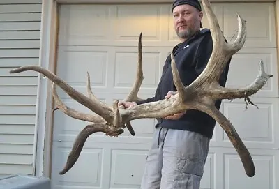 380  Monster DROPTINE ELK SHED ANTLERS Skull European Taxidermy Mount Log Cabin • $2750