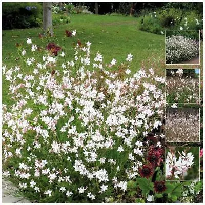 GAURA Symphony Bride Seeds. White-pink Flowers. Evergreen Cottage Perennial • $6.05