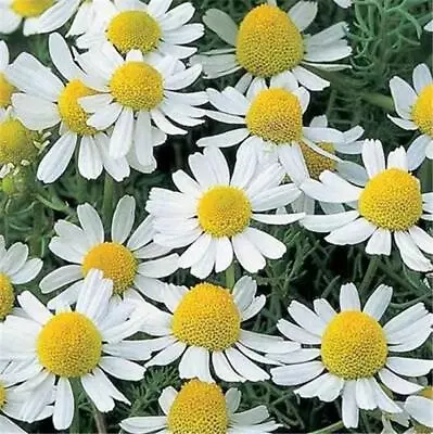 Roman Chamomile Herb 500 Seeds Anthemis Nobilis For Soothing Tea & Happy Bees! • £3.64