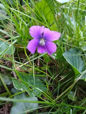 15 Wild Violet Plants Herbal Medicinal Purple • $14.99
