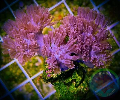 SAF~ “WYSIWYG” Pulsing Xenia Frag LPS SPS Soft Coral Colony Anthelia Kenya • $39.99