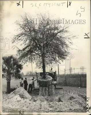 1951 Press Photo Live Oak Tree From New Orleans Airport To Be Transferred • $19.99