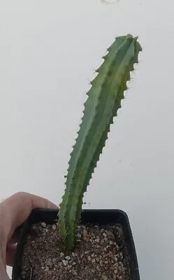 Myrtillocactus Geometrizans Rooted Cutting From Elite Crest Plant 9 + USA Seller • $10.98