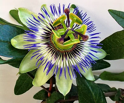 £24.99 • Buy Passiflora- Passion Flower Plants-Variety Caerulea -Approx 60cms Tall