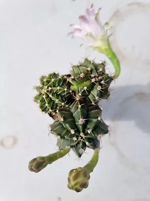 Gymnocalycium Crested Parents Mix X 3 Rare Cactus Succulent #5 • $32.99