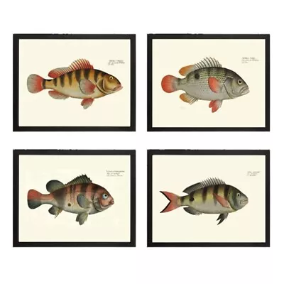 Vintage Antique Fish Wall Art Set Of 4 Prints Beautiful Bathroom Unframed • $48