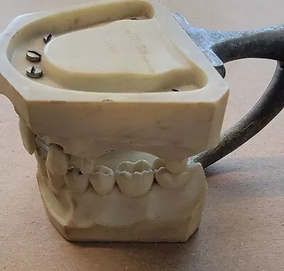 Vintage Columbia Dentoform Dental Form Mouth Display Tool # 561S # 562S • $29.99