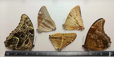 Lot Of 5 Blue Morpho Males Mixt A1 Unmounted Wings Closed From-peru  • $75