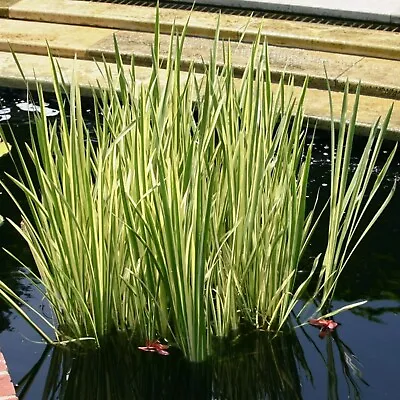 Acorus Gramineus 'Variegatus' - Pond Plant In 9cm Pot - Japanese Sweet Flag • £9.99