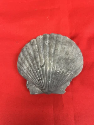 $3.99 • Buy Fossalized Scallop Shell