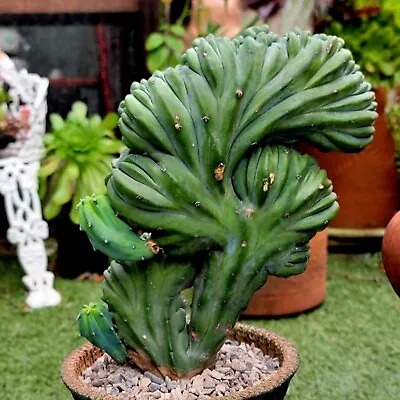 Myrtillocactus Geometrizans Cv. 'Strictum' F. Cristata – HUGE - Rare Cactus • $375