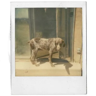 Vintage Color Polaroid Photo German Shorthaired Pointer Dog Sliding Back Door • $6.99