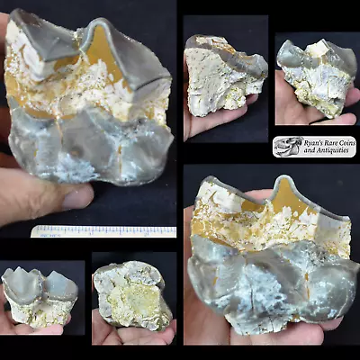 Titanothere Upper Molar Fossil Tooth Brontothere South Dakota Badlands T782 • $349.95