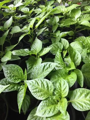 £15 • Buy Pre-order Bangladeshi/asian 2 Hot Chilli Naga Moris Plants UK 2023