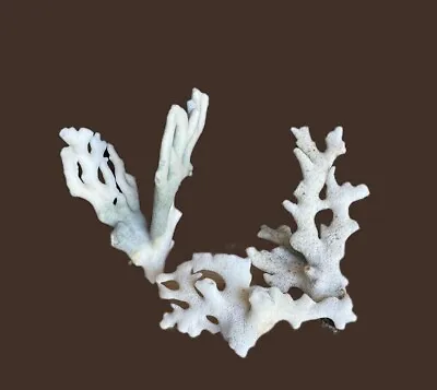 Set Of Natural White Coral Ocean Reef Nautical Aquarium Decor Specimen • $22.97