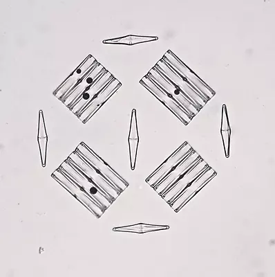 ANTIQUE  Diatom  MICROSCOPE SLIDE By  WHEELER   ARRANGED  GROUP • $12.43