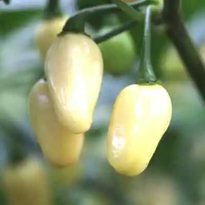 White Habanero Pepper Seeds | Non-GMO | Free Shipping | Seed Store | 1287 • $1.99