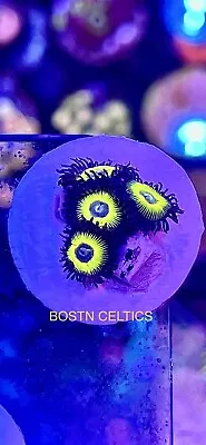 Zoa Coral Boston Celtics • £12.99