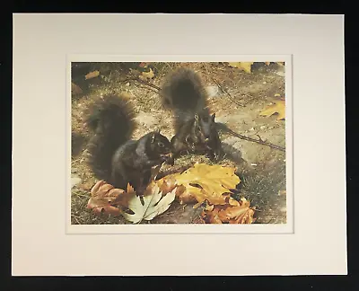 Carl Brenders  Northern Cousins--Black Squirrels  11 X 14 Matted Wildlife Print • $25.99