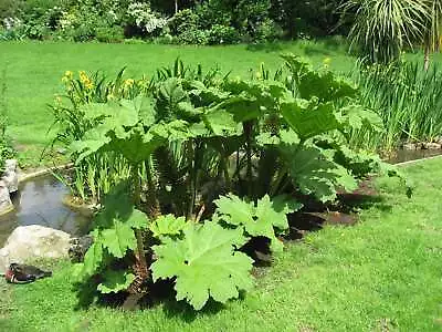 Gunnera Manicata - Marginal Pond Plants  - Pond Plants - Water Plants - BP044 • £15