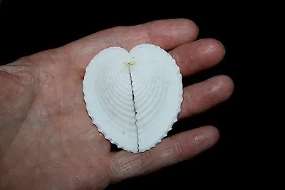GIANT Heart Cockle Seashell • £5
