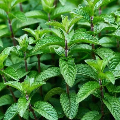 Herb Plants Garden Mint Plants - 2 X 1 Litre Pots • £15.95