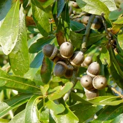 12 LAUREL OAK ACORNS - Quercus Laurifolia • $10