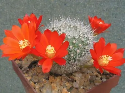 ORANGE CROWN CACTUS (Rebutia Fiebrigii) 10 Seeds  • $4