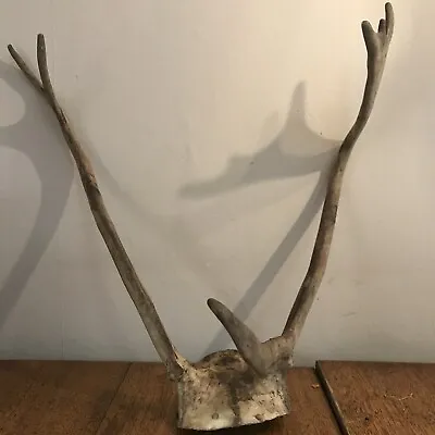 Vintage Rack Horns Caribou Deer Mule? With Skull Attached Basal Snag Drop Tine • $19.95