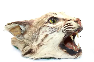 Antique 1930's TAXIDERMY BOBCAT HEAD / GLASS EYES - Gorgeous Condition • $425