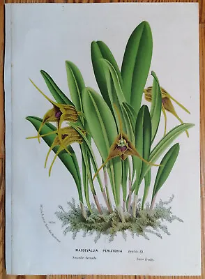 Van Houtte Original Print Botany Orchid Masdevallia Peristeria - 1850 • $19.13