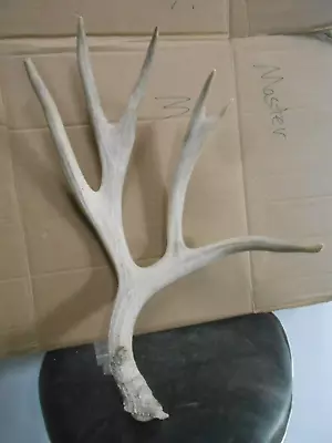 Heavy 91  Non Typical COLORADO MULE DEER ANTLER SHED Whitetail Rack Elk Mount • $250