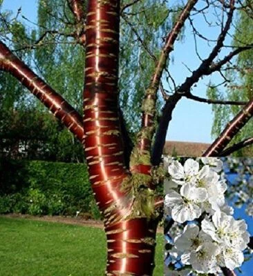 £49.99 • Buy Prunus Tibetica 5-6ft Tall Tibetan Birch Bark Flowering Cherry Tree