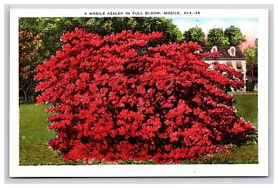 Postcard: AL A Mobile Azalea In Full Bloom Mobile Alabama - Unposted • $5.96